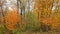 Autumn Winter Nature Golden Forest Abstract Art