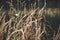 Autumn withered grass in a field sun-stained brown strollers