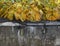Autumn withered yellowed plants in a dilapidated concrete bed