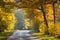 Autumn wonderland. Road in yellow fall forest. Fall nature.