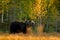 Autumn wood with bear. Beautiful brown bear walking around lake with autumn colours. Dangerous animal in nature meadow habitat. Wi