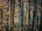 Autumn woodland with ivy covered trees and bark textures