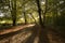 Autumn woodland with long shadows at Golitha Falls Cornwall, UK