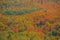 Autumn Woodland Ottawa National Forest