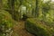 Autumn woodland scene, moss covered boulders, and autumn leaves scattered all round under the trees.