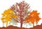 Autumn woodland, silhouette of bare tree, trees with leaves and pines. Beautiful nature, landscape. Vector illustration