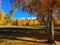 Autumn Woods in Baihaba village in Xinjiang, China