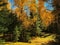 Autumn Woods in Baihaba village in Xinjiang, China