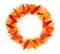 Autumn wreath made of red leaves, twigs of thuja, berries viburnum, rosehips, physalis on a white background top view