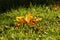 Autumn yellow acorn leaf on the green grass