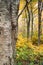 Autumn Yellow Birch Tree & Appalachian Forest