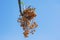 Autumn. Yellow cluster of fruit  of Chinaberry trees against blue sky