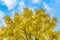 Autumn yellow deciduous tree