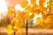 Autumn yellow foliage on an aspen branch. Seasonal atmospheric landscape