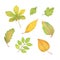 Autumn yellow and greenish leaves set watercolor illustration seasonal image