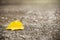 Autumn yellow leaf on old grunge road, side view