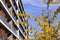 Autumn Yellow Leafs, Blue Sky, Private Condo Building