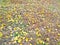 Autumn yellow leafs heap from birch tree on the ground, nature,