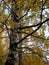 Autumn yellow leaves on a birch. Contrast due to the black branches and yellow crown of the tree. Seasonal fading of tree vitality