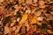 Autumn yellow leaves carpet. Fallen leaves on the ground