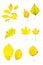 Autumn yellow leaves collection