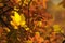 Autumn yellow leaves on fall background