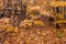 Autumn yellow leaves in the forest at Tahquamenon Falls State Park in Michigan Fall colors