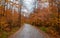 Autumn yellow leaves in the forest at Tahquamenon Falls State Park in Michigan Fall colors