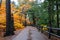 Autumn yellow leaves in the forest at Tahquamenon Falls State Park in Michigan Fall colors