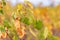 Autumn yellow leaves of grapes. Grapevine in the fall. Autumn vineyard. Soft focus. Copy space.