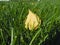 Autumn yellow leaves on green grass, macro closeup.