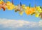 Autumn yellow leaves hang on a cord with clothespins