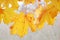 Autumn yellow leaves of maple outdoors