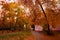 Autumn yellow leaves. October landscape. Old pink house