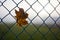 Autumn yellow maple leaf in chain link fence. Can be used as background. Free space for text