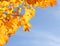 Autumn Yellow Maple Leaves over Blue Sky