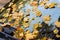 Autumn yellow maple leaves stick on the windshield of a car. Autumn mood, Close up