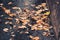 Autumn yellow mapple leaves in water pool