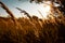 Autumn yellow meadow in sun sunset. Wild orange grass fluttering in wind