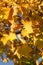 Autumn, yellow, orange maple leaves. Leaves on a tree