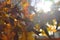 Autumn, yellow, orange maple leaves. Leaves on a tree