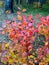 Autumn yellow-red bush of wolf berries