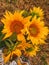 Autumn yellow sunflower bouquet. Art of sunflower arrangement. Sunflowers used as background