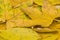 Autumn yellow sycamore leaves background