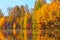 Autumn, yellow trees, water