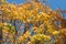 Autumn yellowed leaves on top of trees in the Park.