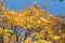 Autumn yellowed leaves on top of trees in the Park.