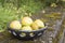 Autumn yield- yellow pears in unique handmade bowl of clay