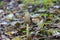 Autumn-Young Crested Tintling - Coprinus comatus - in a park in Berlin