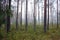 Autumn young forest in a foggy gray morning